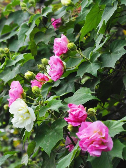 梦见芙蓉花 梦见芙蓉树开花