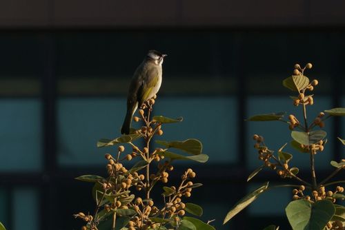 小鸟窗前叫预示什么