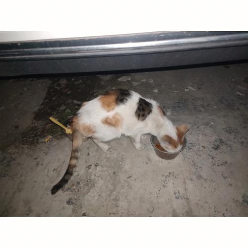晚上听到猫叫民间说法