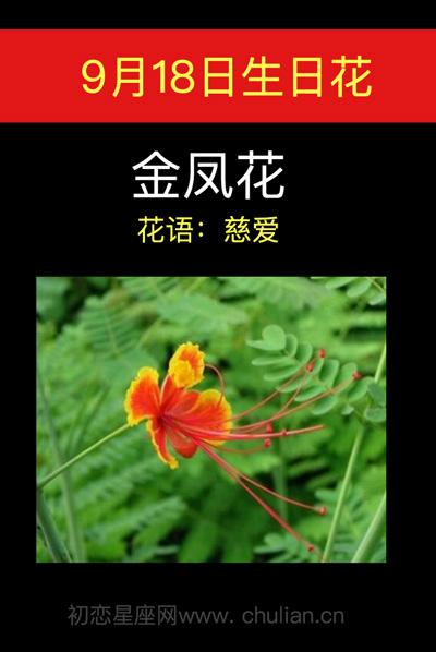 9月7日生日花语:金凤花,9月7日是什么星座?