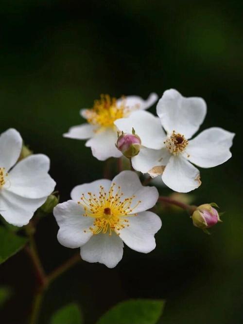 6月12日生日花语:野蔷薇,6月12日是什么星座?