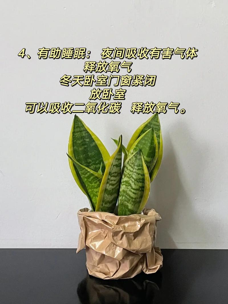 家里为什么不能养虎皮兰