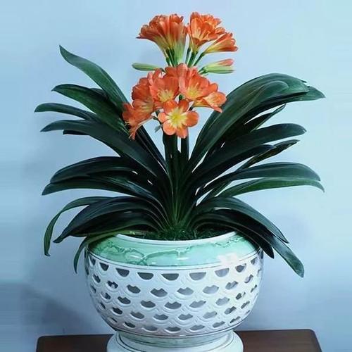 属马适合养什么植物旺财
