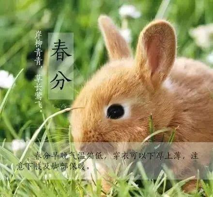 什么生肖会在春分后运势大好呢