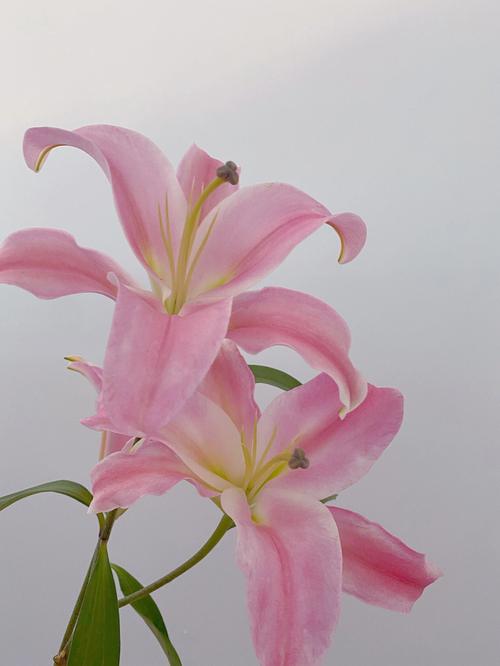 花语故事,粉色香水百合花语是什么