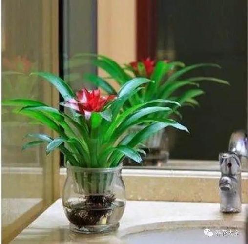 风水开运:鲜花究竟摆哪最旺财?