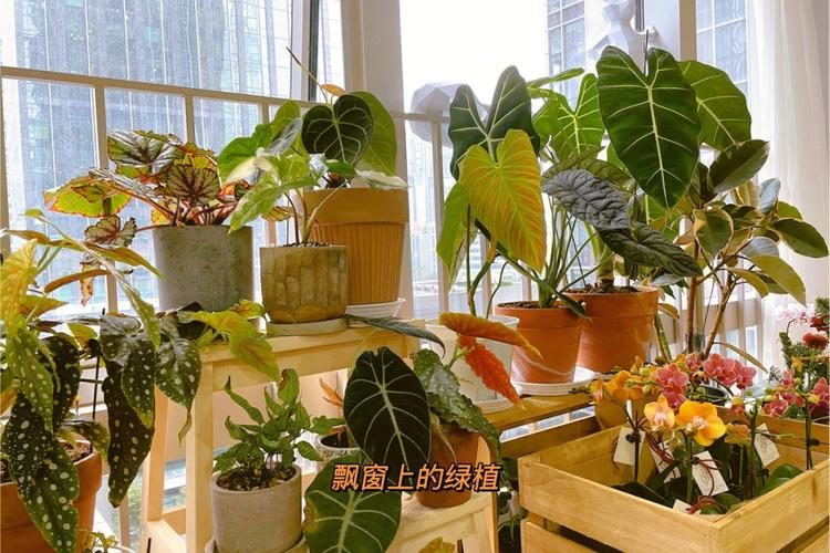 客厅飘窗适合摆放什么植物