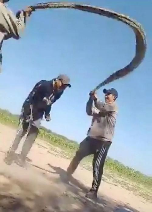 梦见蛇杀死人怎么回事