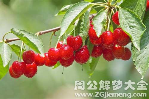 女人梦见树上结满果子啥意思