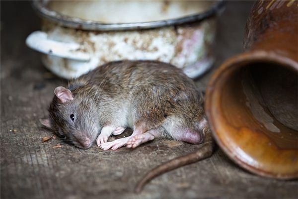 周公解梦_梦见老鼠死在床上