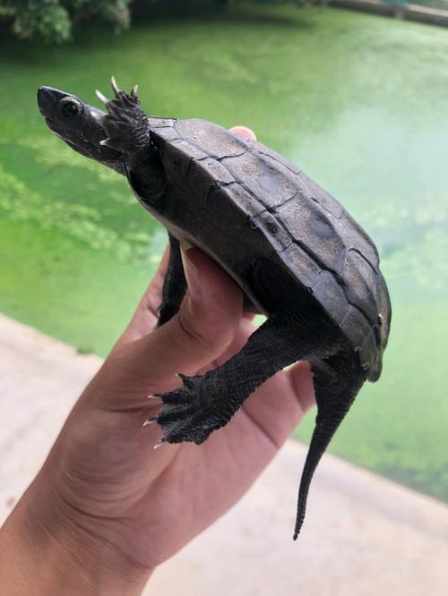为什么墨龟才是风水龟