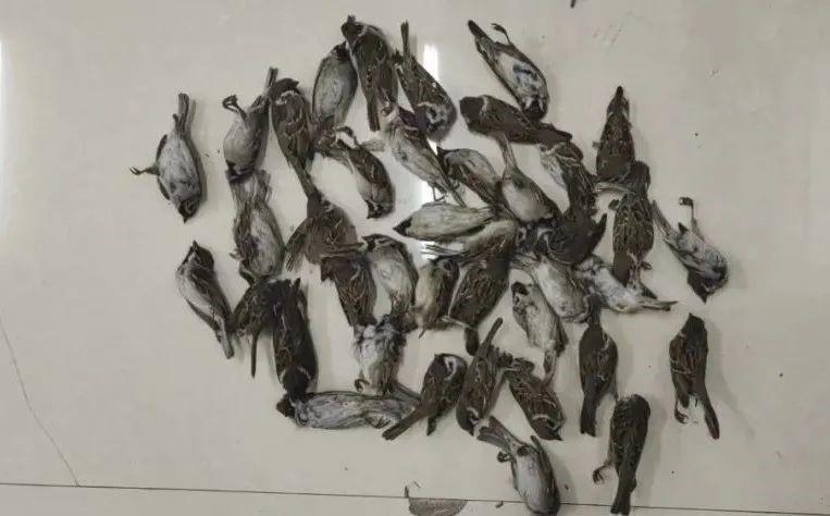 打死麻雀