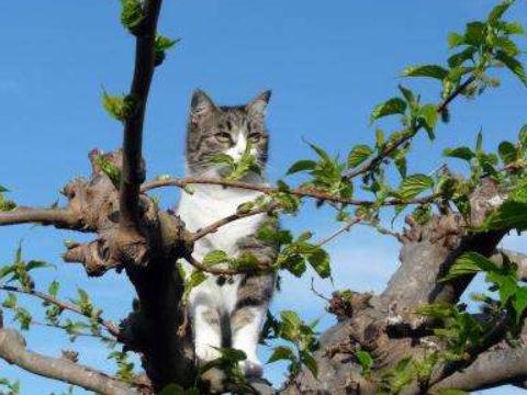 梦见猫落自家院树上