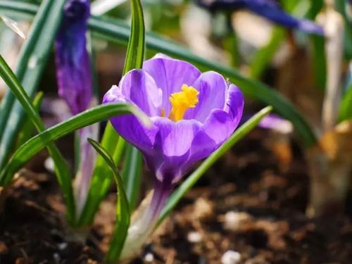 2月17日生日花语:金线番红花,2月17日是什么星座?