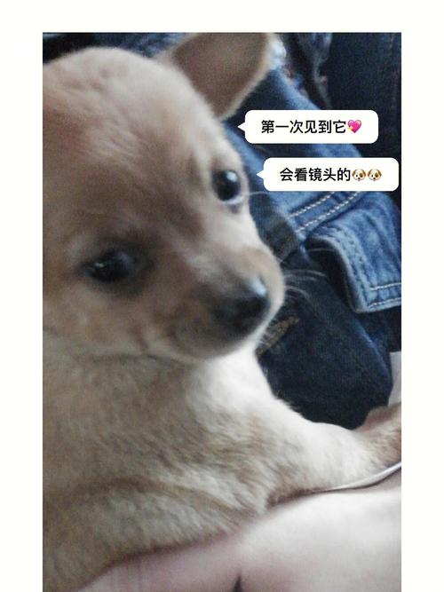 梦见狗丢了又回家