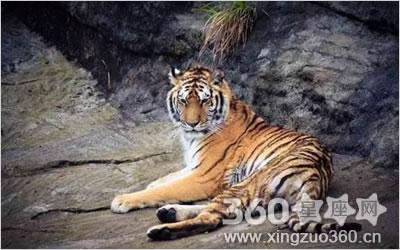 梦见一只特别大的老虎