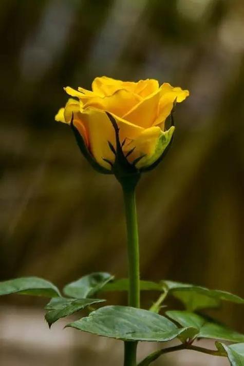 送花须知:代表放弃的花有哪些花?