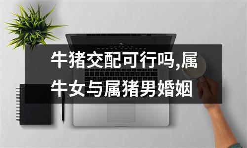 婚配配对:属牛男和属猪女能够做夫妇吗