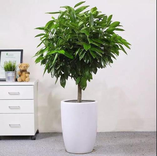 家里最旺财旺宅的几种植物首选是哪种