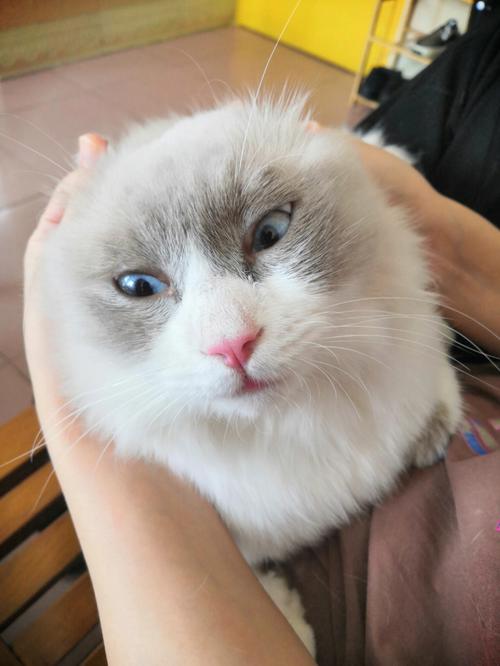 懒散高冷的宠物猫名字但很机智