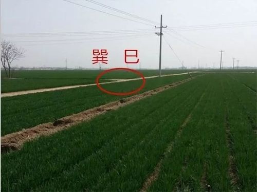 平原怎么寻龙?主要寻找平洋龙