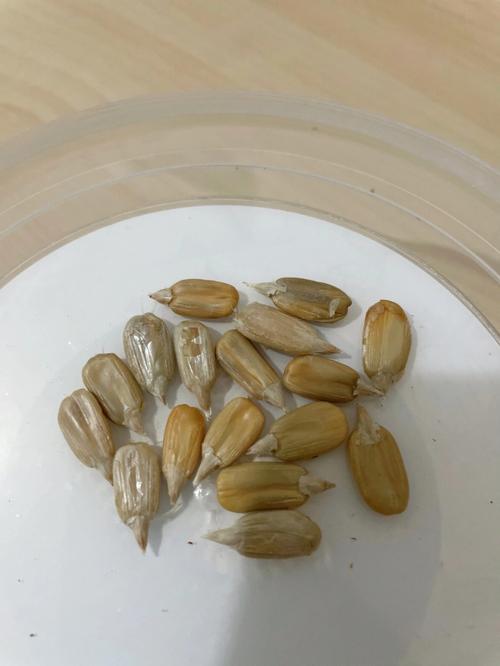女人梦见一大堆瓜子有什么征兆