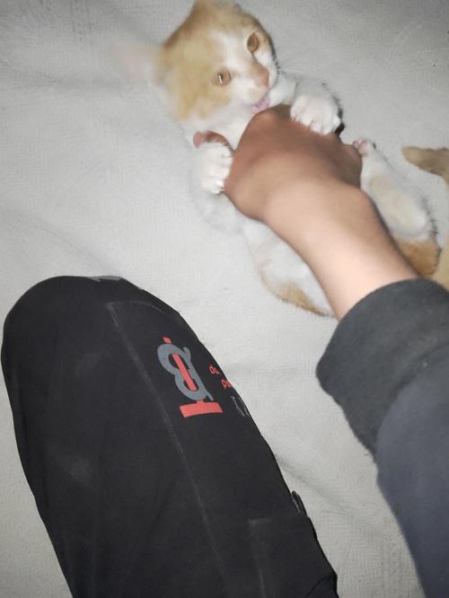 梦见猫咬吃鸡子
