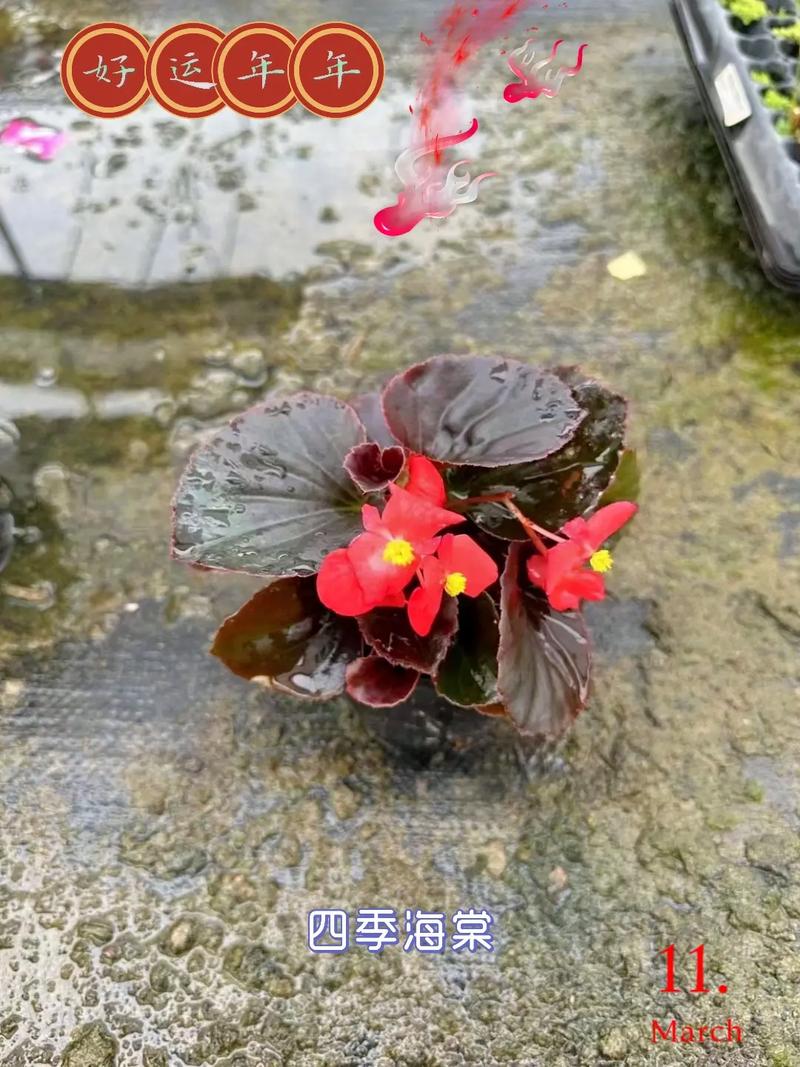 花语传说:四季海棠的花语及传说