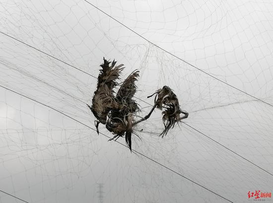 鸟经常飞进家里要死人