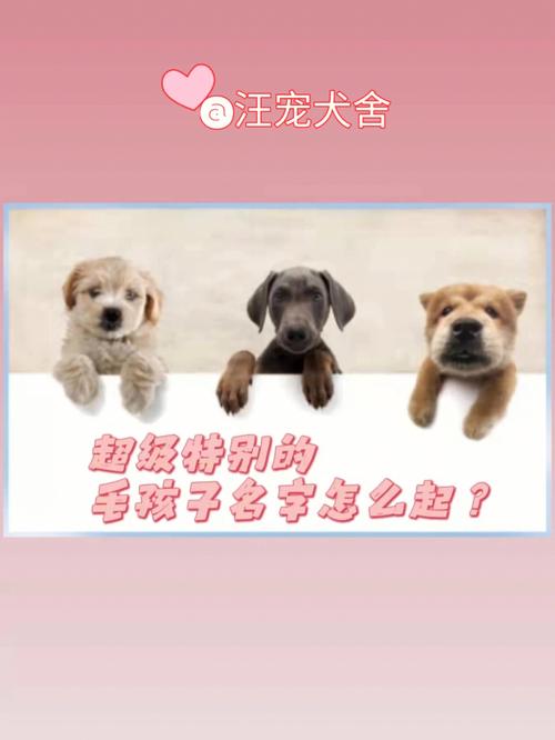超火超霸气的宠物名字个性