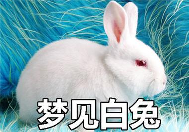 梦见白兔子受伤