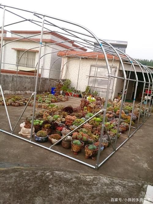 梦见花棚意味着什么？