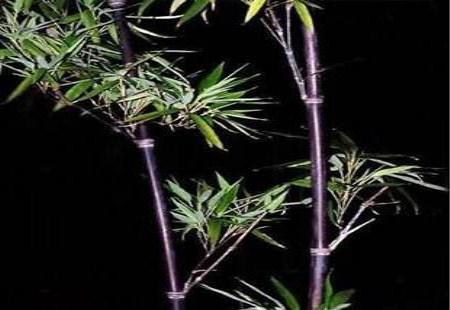 紫竹风水讲究有哪些?紫竹的风水作用