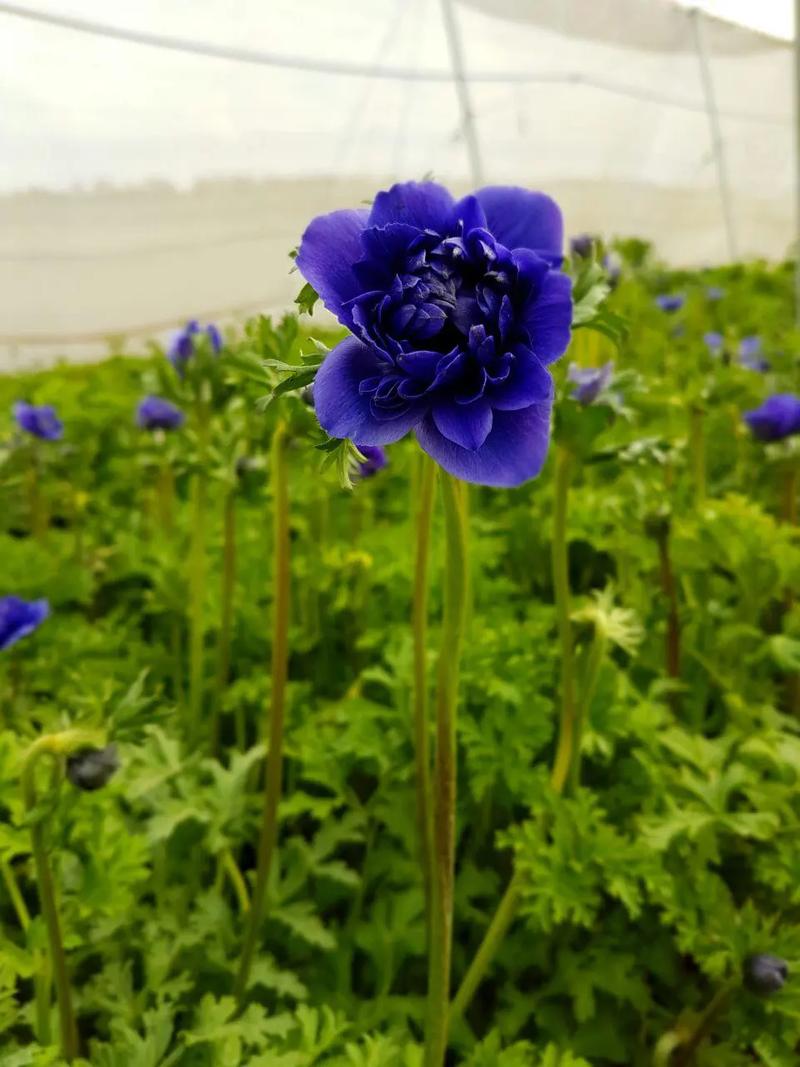 1月17日生日花语:银莲花,1月17日是什么星座?