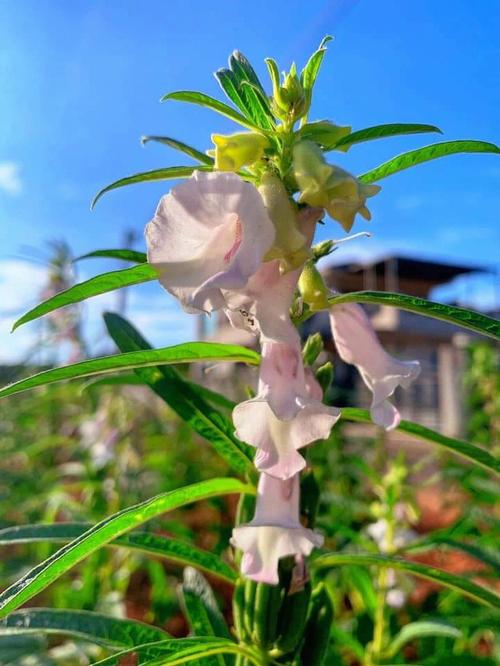 梦见芝麻、种芝麻、芝麻开花
