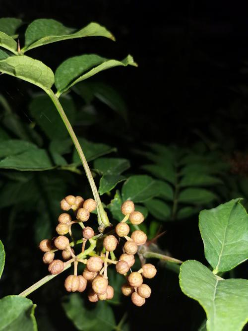梦见花椒 花椒树是什么意思
