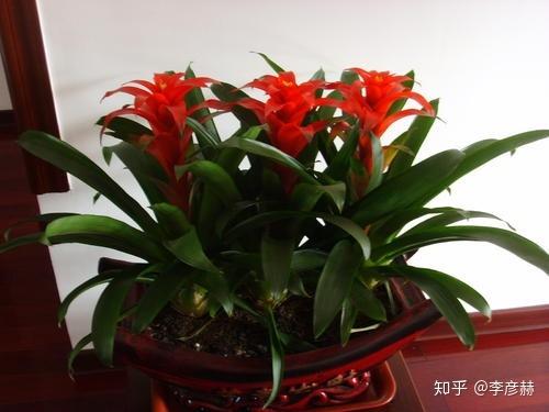 属牛的人办公室养什么花最旺财