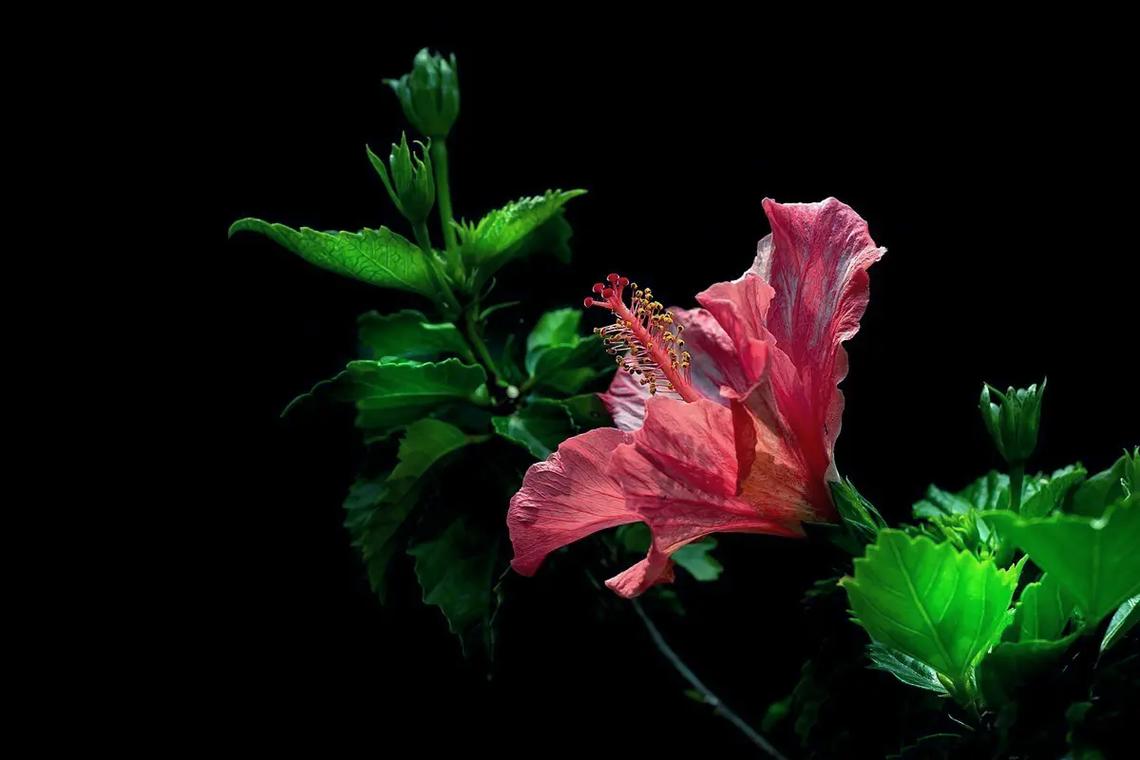 扶桑花花语,扶桑花的传说故事