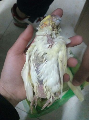 梦见鹦鹉死了怎么回事