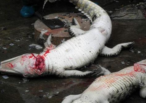 梦见杀死鳄鱼是什么意思