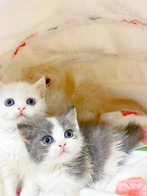 梦见两只猫一大一小