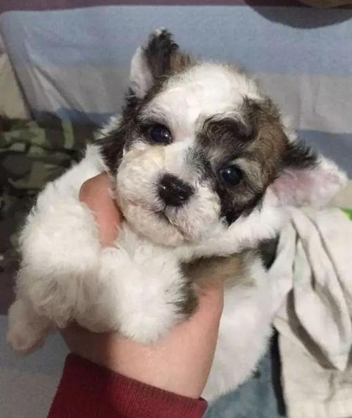 梦见狗生小狗好吗