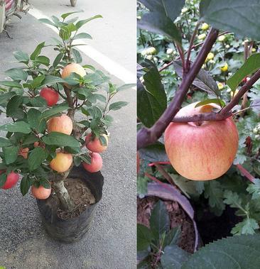 院子里种苹果树风水好吗?院子里不能种哪些果树