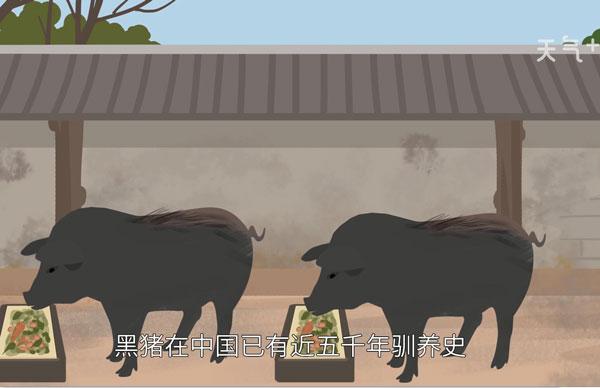 梦见黑猪是什么意思