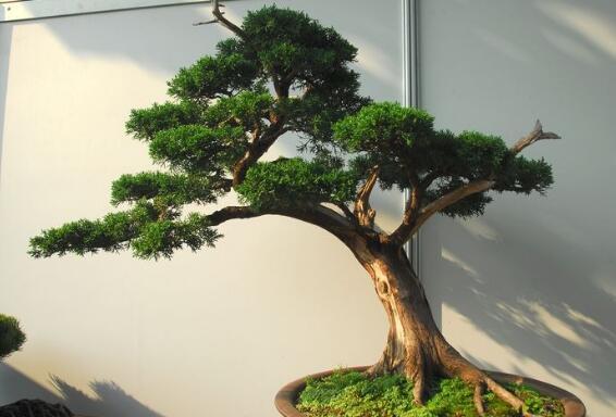 风水上家里可以养松树吗