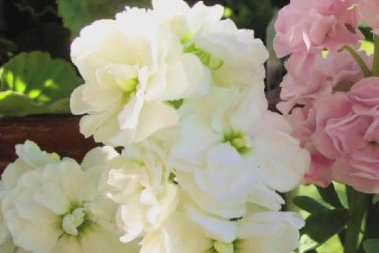 4月2日花语:香甜紫萝兰,生日花语美