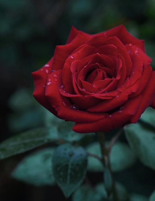梦见玫瑰花瓣
