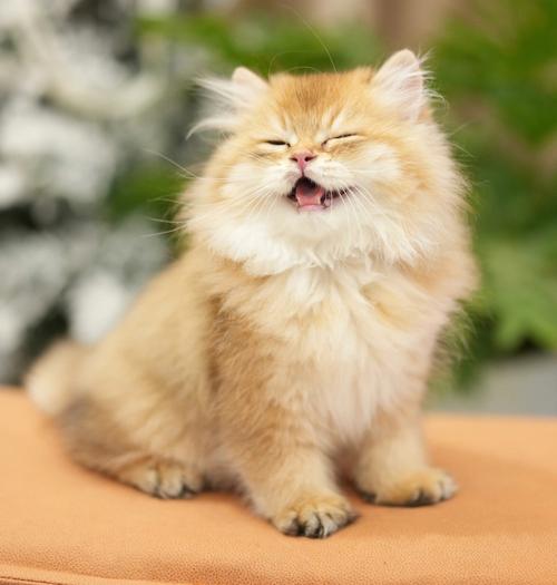 梦见猫对我笑,吉凶指数:9