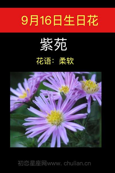 9月16日花语:紫苑,生日花语柔软