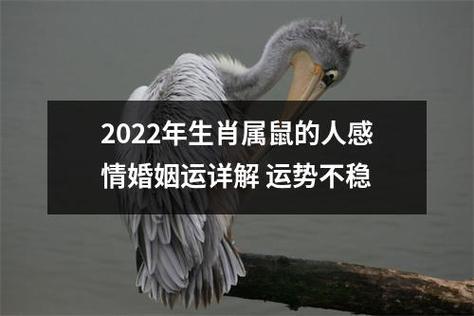 1996年出生属鼠的2022年婚姻运势如何